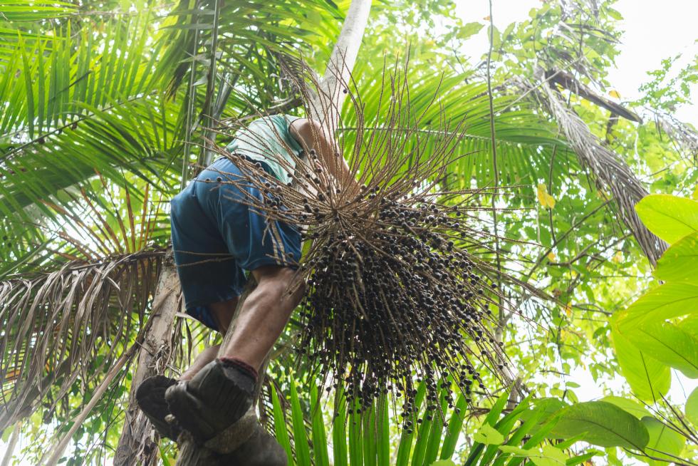 O que são biomas e porque são importantes para a cultura alimentar?