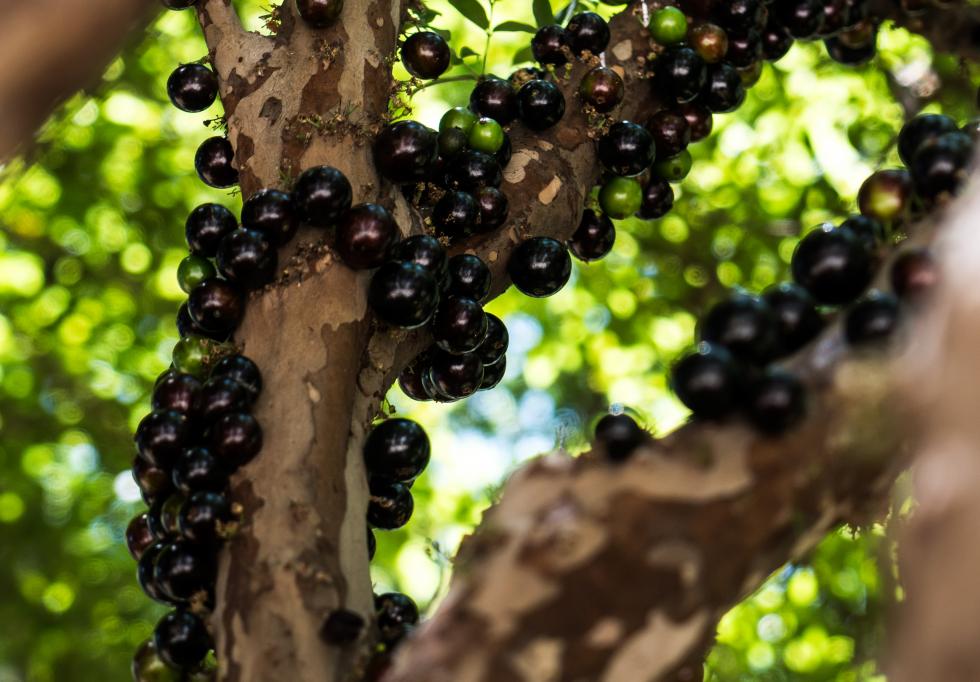 Jabuticaba: a frutinha nativa do Brasil