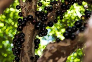 Jabuticaba: a frutinha nativa do Brasil